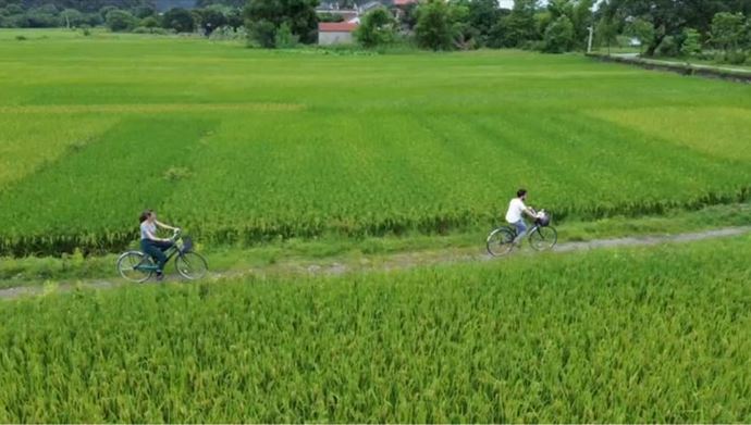 1 JUN. 2025: Entre verdes arrozales, disfrutan la fragancia fresca y pura de Tam Coc