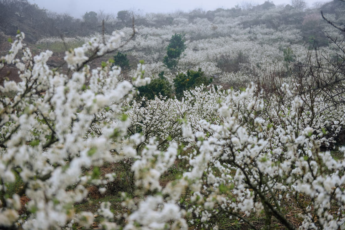 Explore the stunning white plum blossom season in Moc Chau