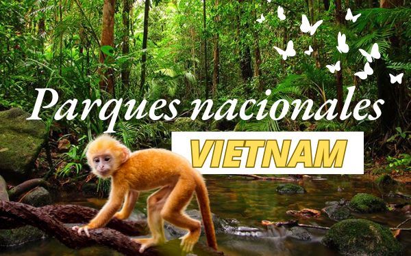Los 7 parques nacionales más grandes de Vietnam