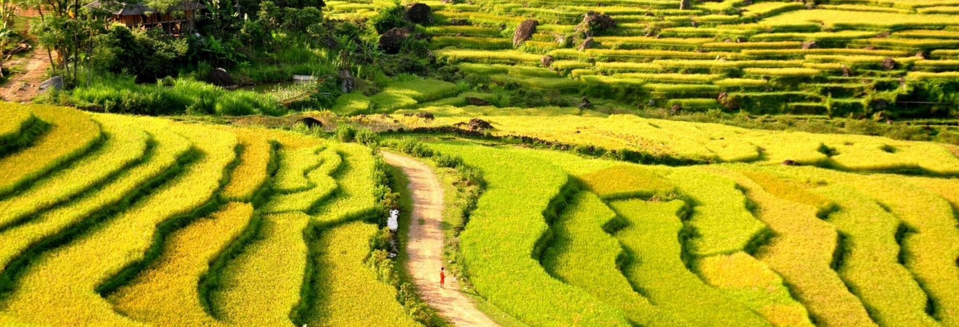 The Brilliant Golden Rice Season in Pu Luong This June!