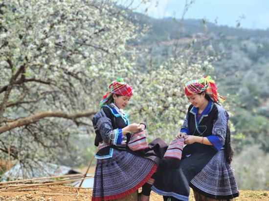 Witness the Breathtaking Bloom of Sơn Tra Flowers in Vietnam