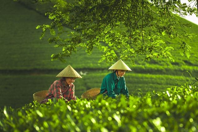 Explora la colina de té de Long Coc - El alma verde del norte de Vietnam