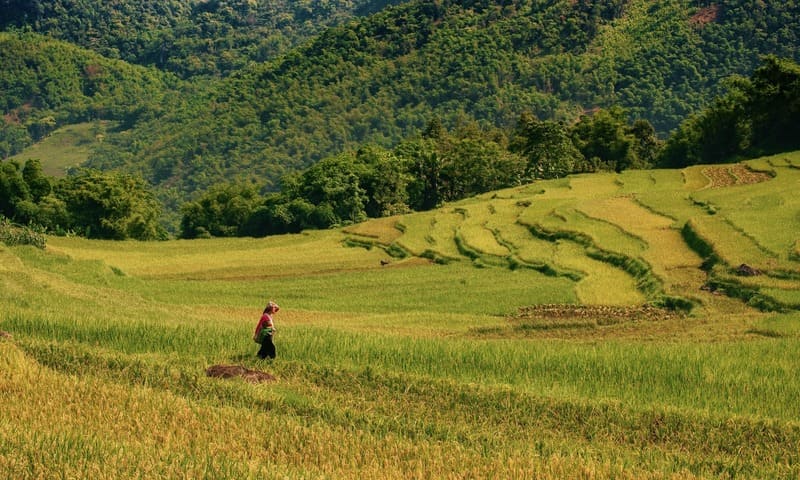 ¡La brillante temporada dorada del arroz en Pu Luong en junio!