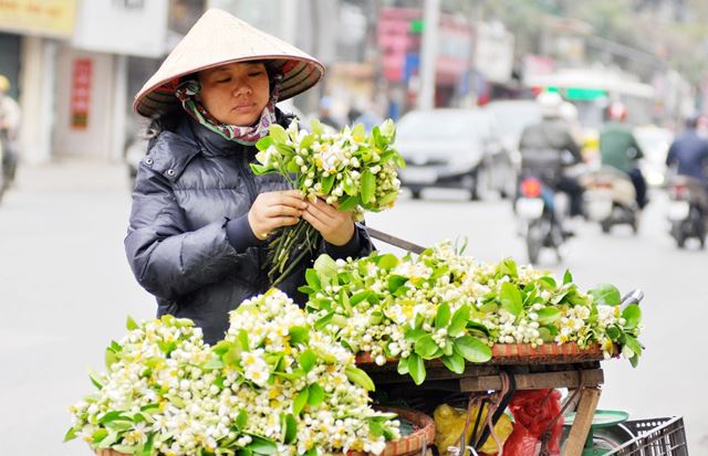 Explora la temporada de flores de primavera en el norte de Vietnam