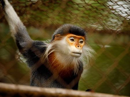 Cuc Phuong honrado como parque nacional líder de Asia por sexto año consecutivo