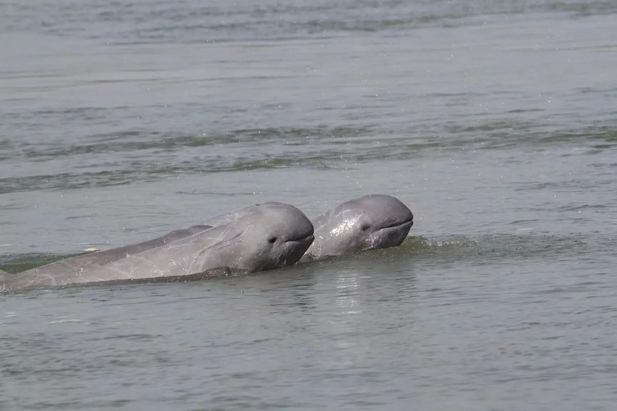 Kratie, Camboya: el hogar de los delfines del río Mekong