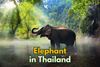 Where to See Elephants in Thailand – And What to Watch Out For!