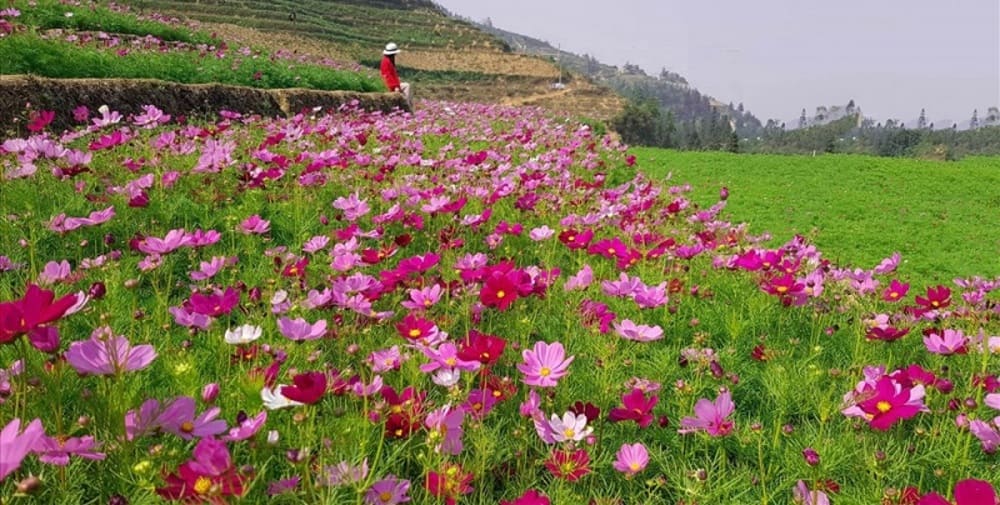 Is June a Good Time to Visit Sapa? Full Travel Guide to Weather and Scenery