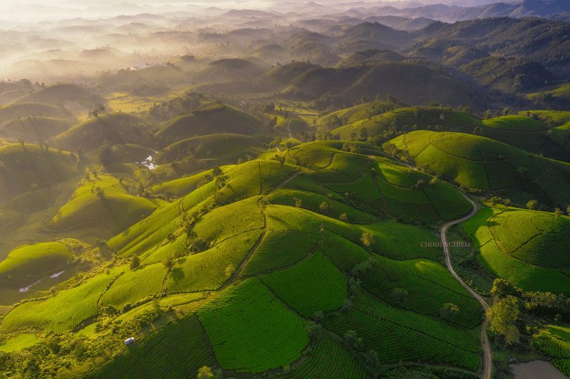 Explora la colina de té de Long Coc - El alma verde del norte de Vietnam