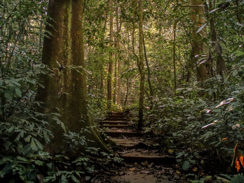 Cuc Phuong honrado como parque nacional líder de Asia por sexto año consecutivo