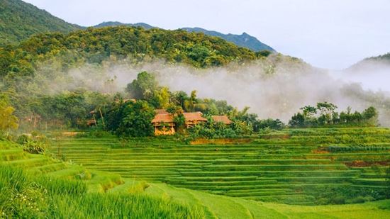 ¡La brillante temporada dorada del arroz en Pu Luong en junio!