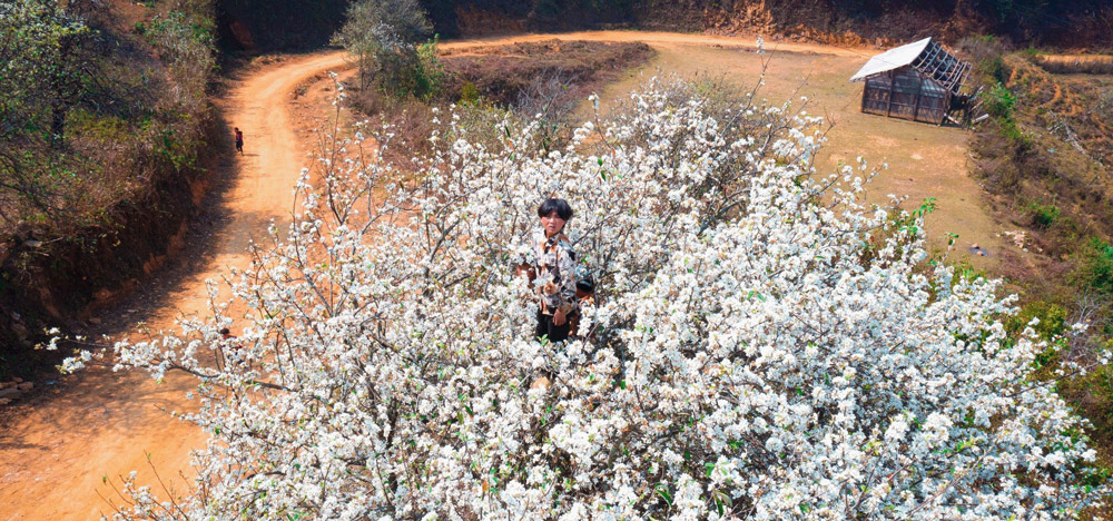 Witness the Breathtaking Bloom of Sơn Tra Flowers in Vietnam