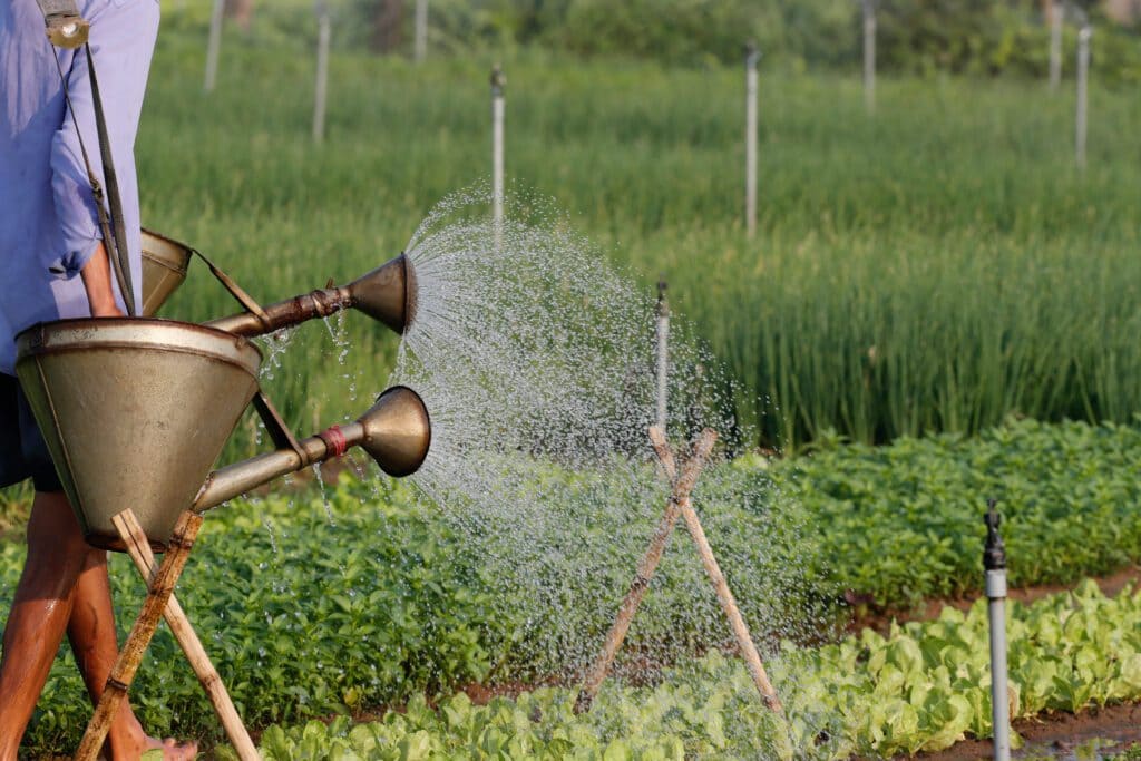 Trà Quế, the vegetable village in Hội An for a green interlude