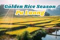 The Brilliant Golden Rice Season in Pu Luong This June!