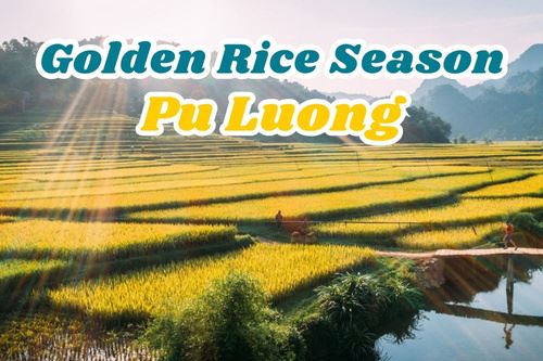 The Brilliant Golden Rice Season in Pu Luong This June!