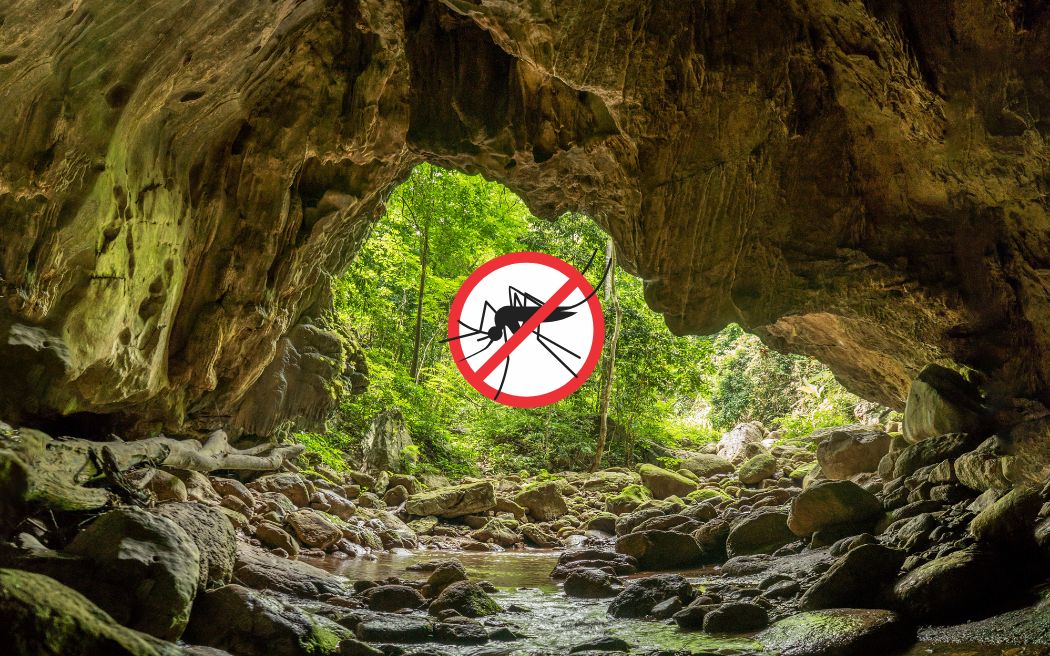 ¡Mosquitos en Tailandia!: Cómo protegerte de ellos