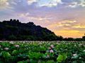 Lotus Flowers in Vietnam: Where to See and What to Know