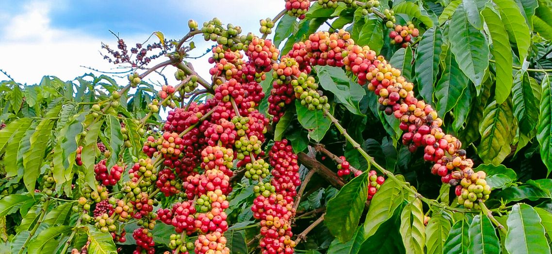 Descubre Buon Ma Thuot: ¿Vale la pena un tour por la ciudad?