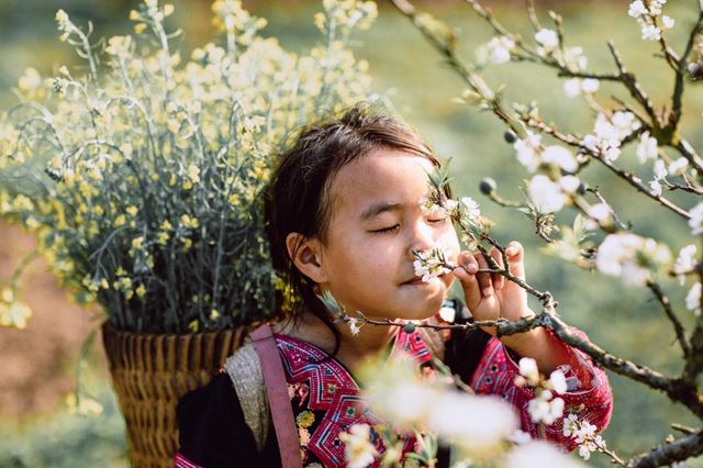 Moc Chau, Vietnam: A Journey into the Early Bloom of Plum Blossoms
