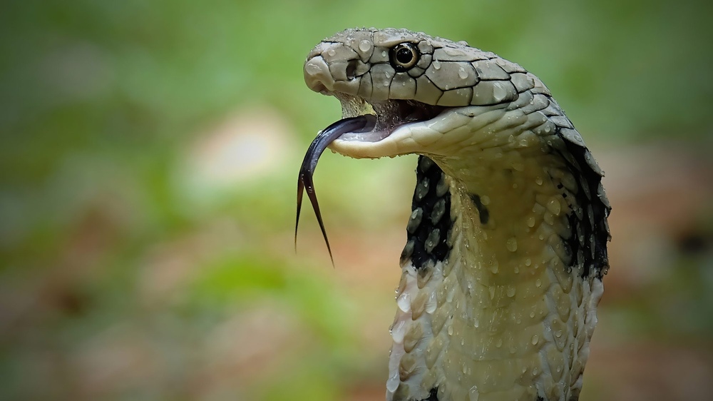 Snake Wine: Asia’s Most Ancient and Fearless Drink