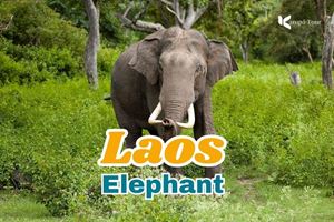 Why is the Elephant the Soul of Laos Culture?