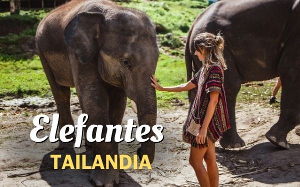 Elefantes en Tailandia: Guía completa para ver en tu viaje