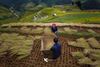 8 Amazing Places to Catch Stunning Rice Fields in Vietnam!