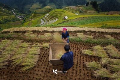 8 Amazing Places to Catch Stunning Rice Fields in Vietnam!