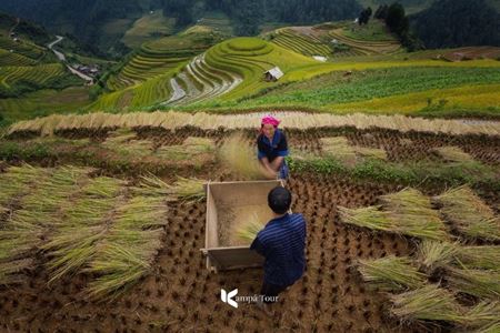 8 Amazing Places to Catch Stunning Rice Fields in Vietnam!