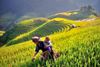 Los 7 mejores lugares para ver arrozales en Vietnam