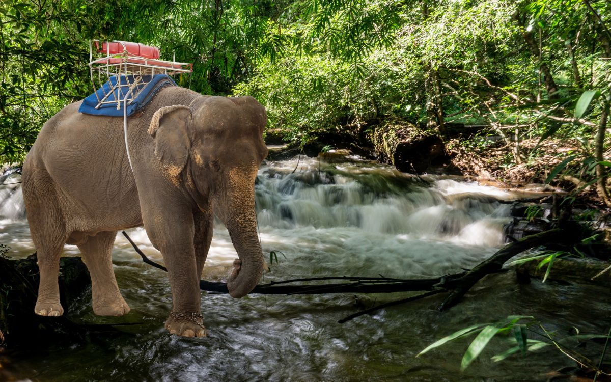 Guía de Mondulkiri: explora las tierras altas camboyanas