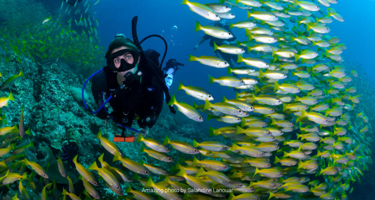 Scuba Diving In Thailand: The 10 Most Fascinating Dive Sites