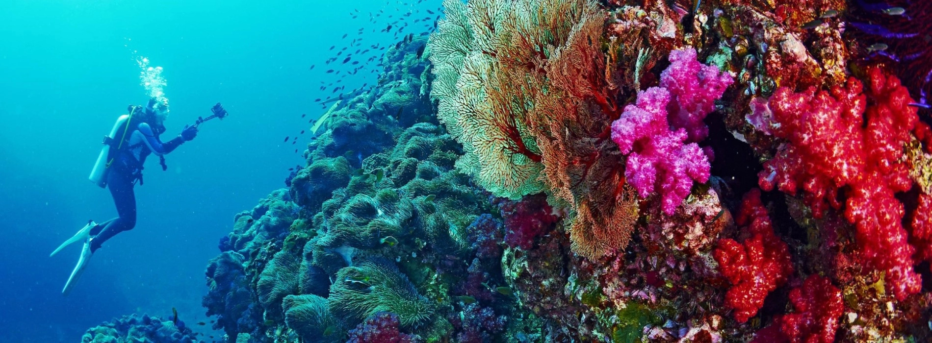 A day underwater in Cambodia: Top 7 stunning dive sites