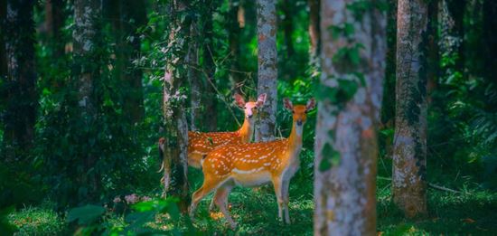 Los 7 mejores destinos para descubrir la vida silvestre de Vietnam