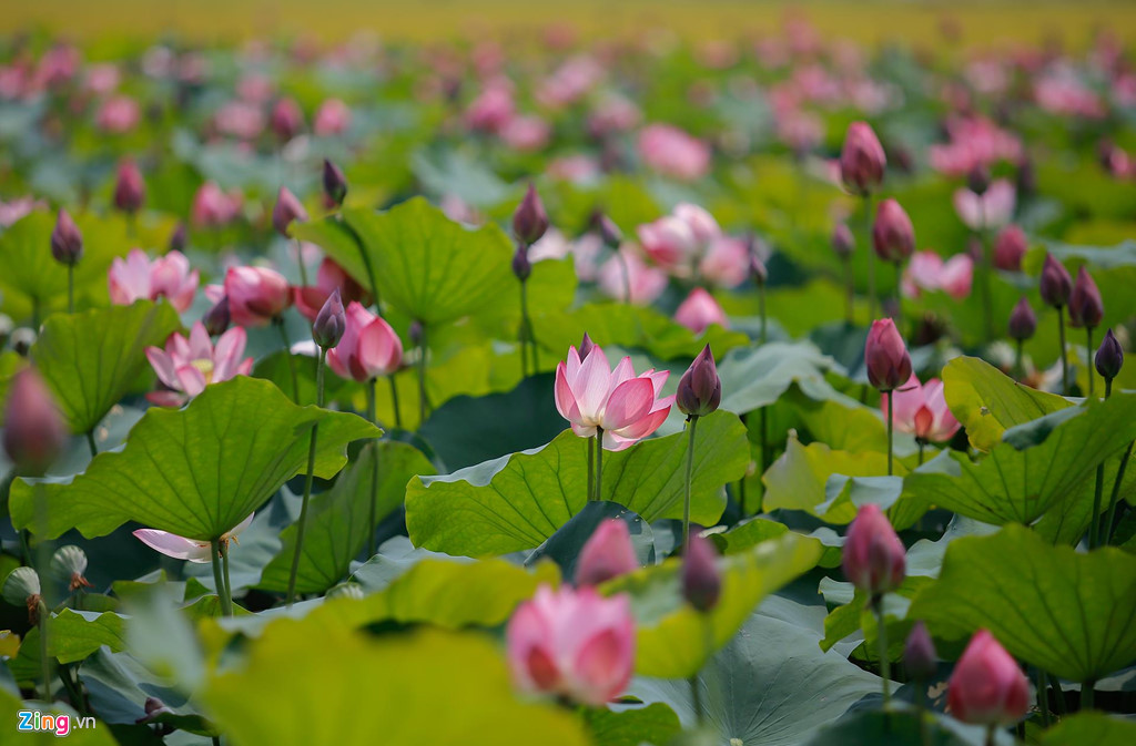 Lotus Flowers in Vietnam: Where to See and What to Know