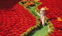 Quang Phu Cau Incense Village and Vietnamese Worship Culture
