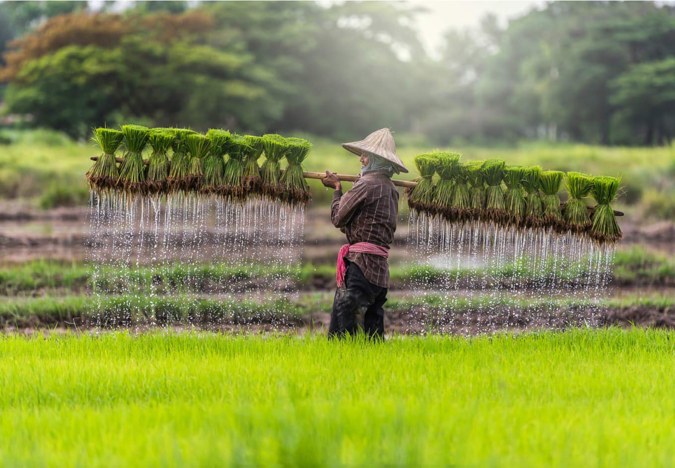 Discover Cambodia in August: Weather, Attractions, and Travel Tips