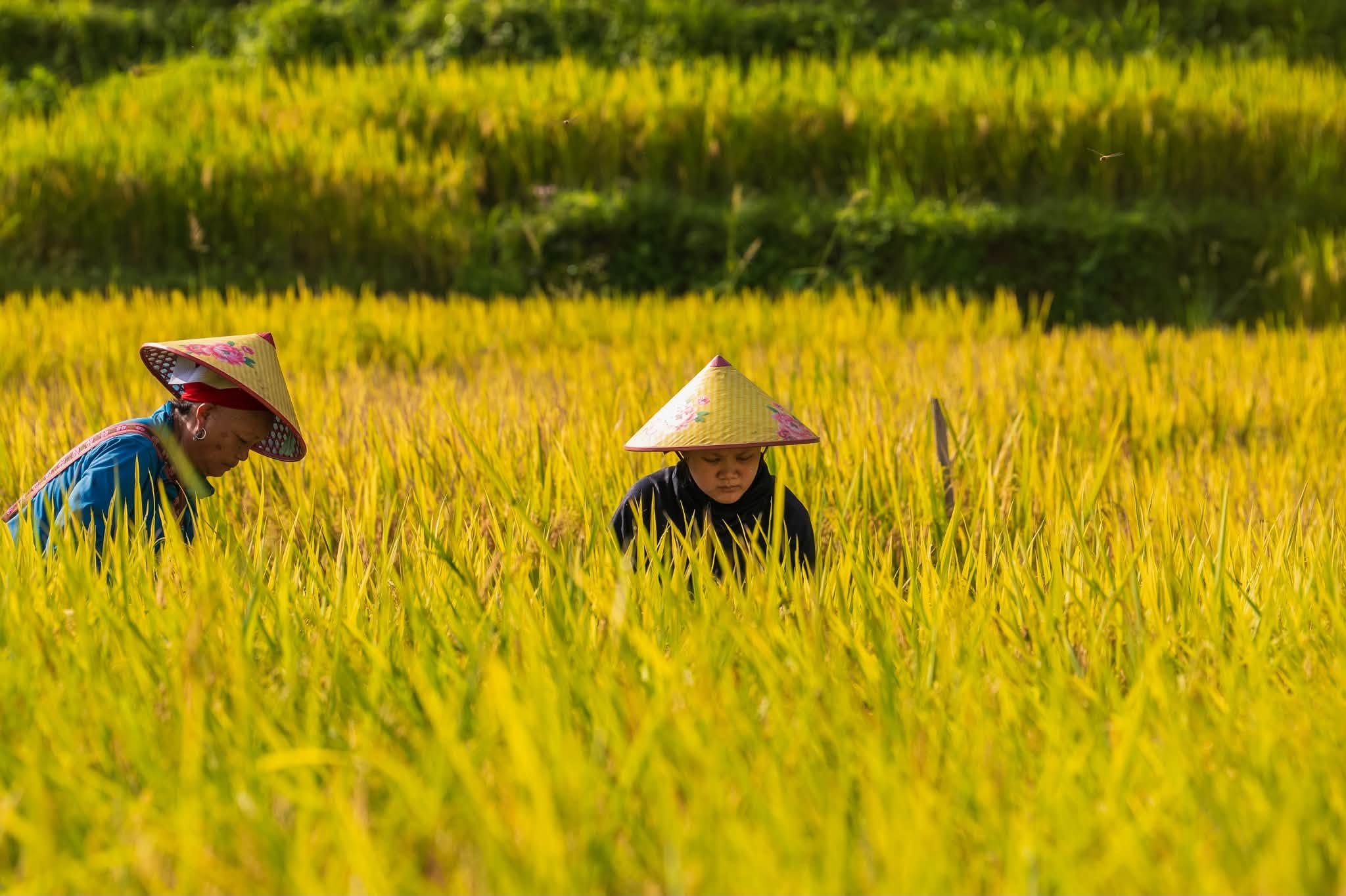 Hanoi to Ha Giang Travel Guide: Bus, Limousine, Private Car or Motorbike?