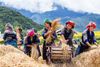 Mu Cang Chai 2024: everything you need to know before you go