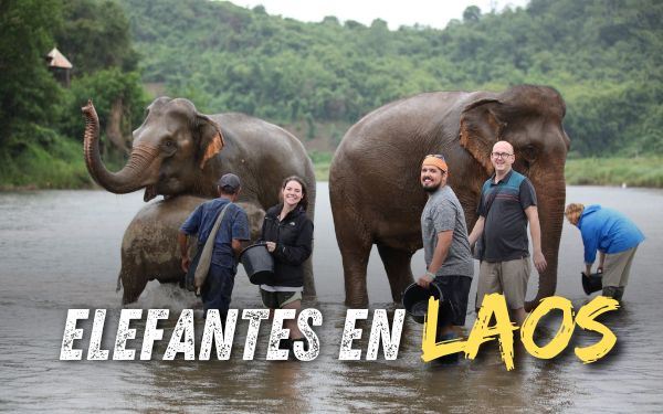 Dónde ver elefantes en Laos: El alma de la cultura laosiana
