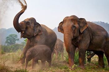 Elefantes en Tailandia: Guía completa para ver en tu viaje