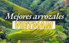 Top 7 mejores lugares para ver arrozales en Vietnam