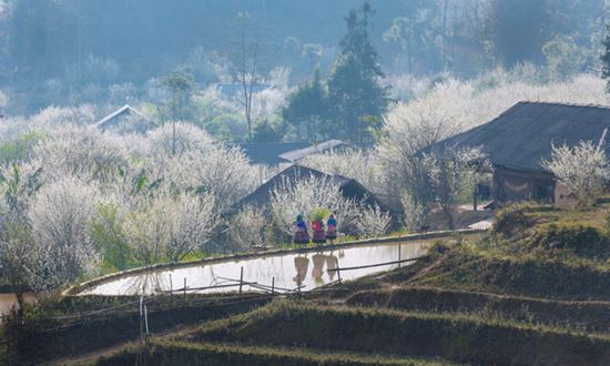 Las flores blancas cubren los pueblos montañosos del Norte de Vietnam