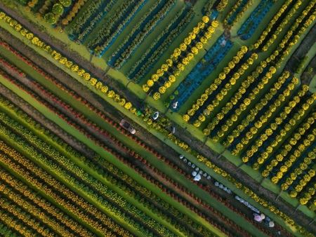 The Sa Dec flower village shines brightly as Tet approaches