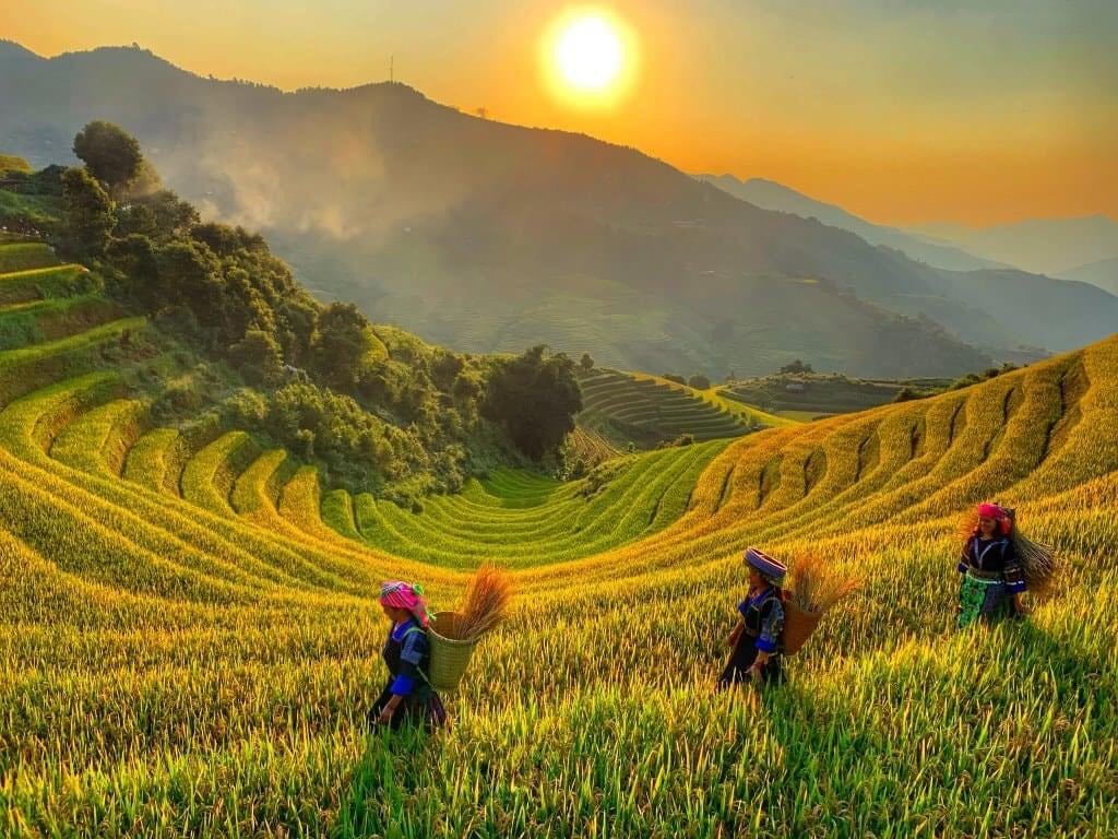 7 Amazing Places to Catch Stunning Rice Fields in Vietnam!