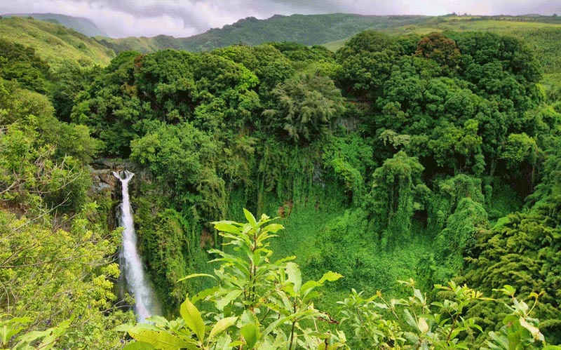 green lush in mondulkiri