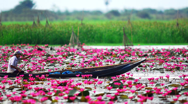 Red Lotus, Nakhon Sawan, Thailand