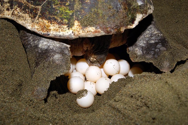 Observation of turtle nesting in Con Dao
