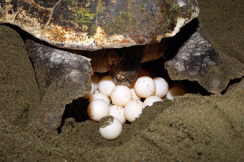 anidacion de tortugas en la isal bay canh