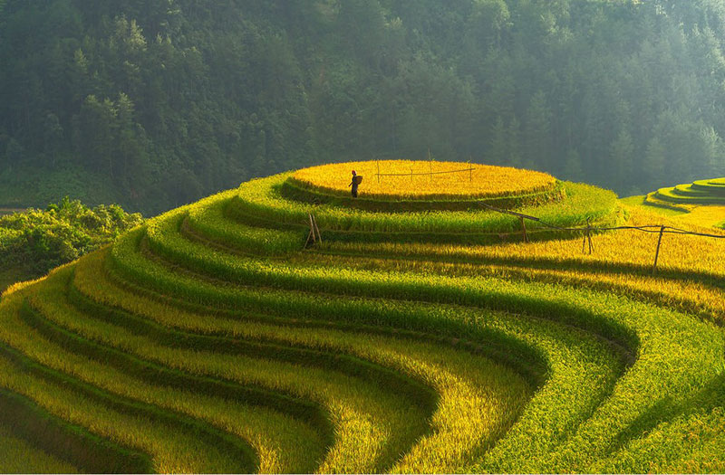 mu cang chai